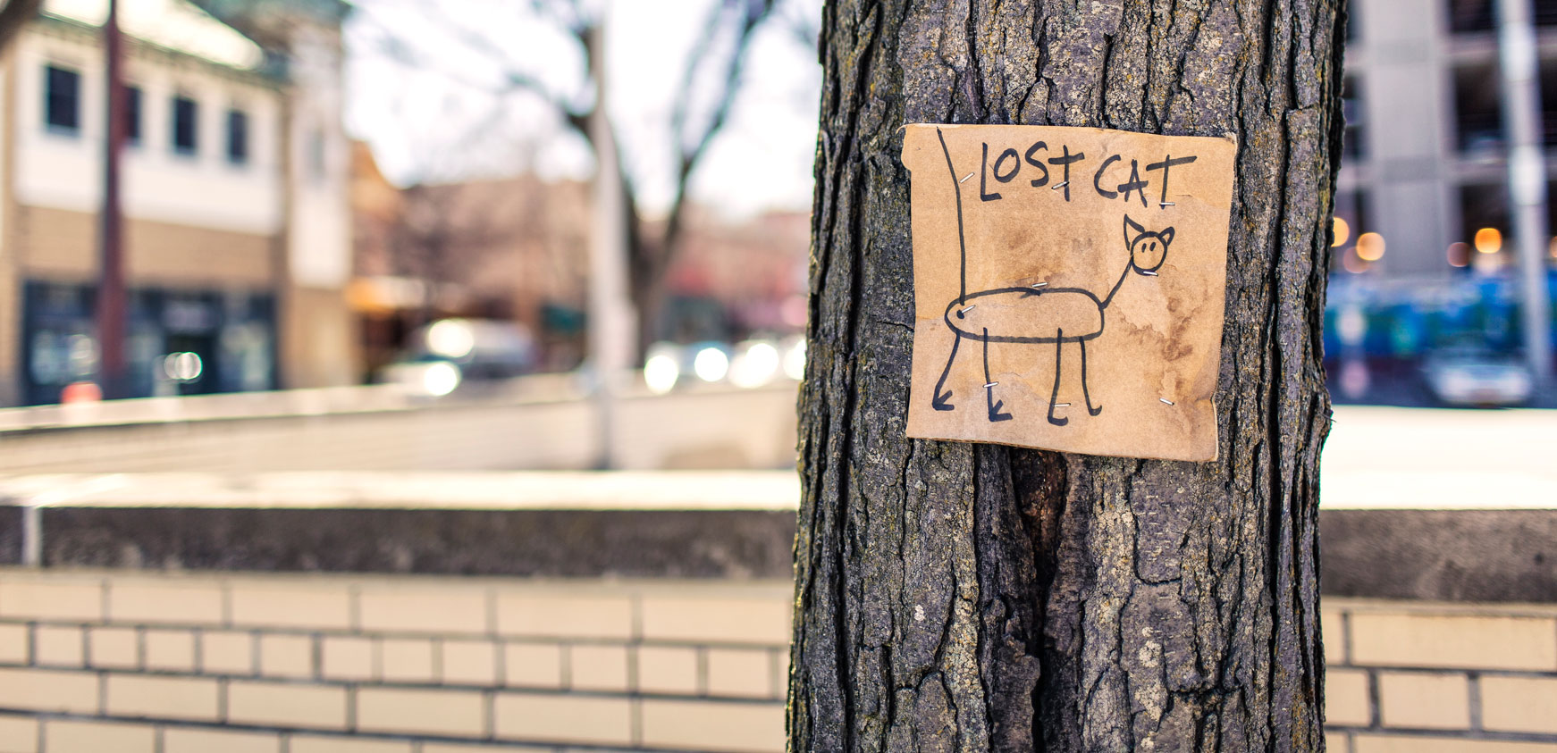 lost cat poster lost cat poster on tree