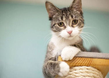 cat on a ledge