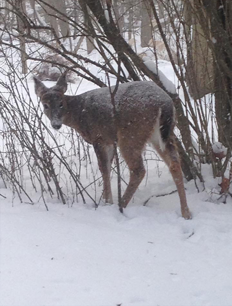 a doe in Ann Arbor in winter