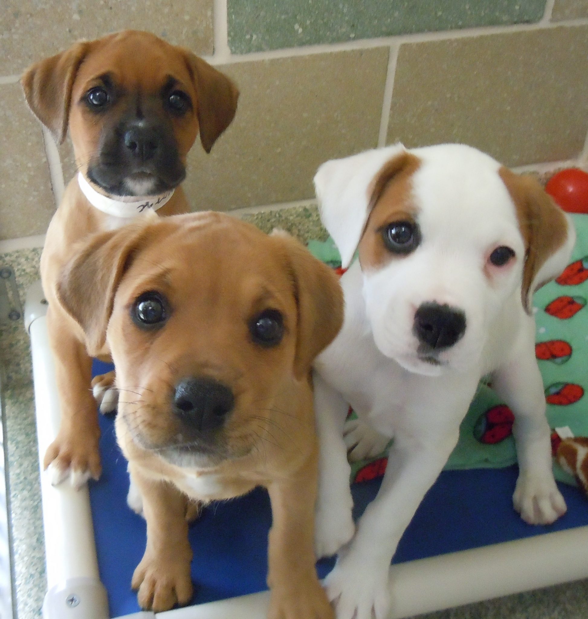 Puppy Socialization HSHV