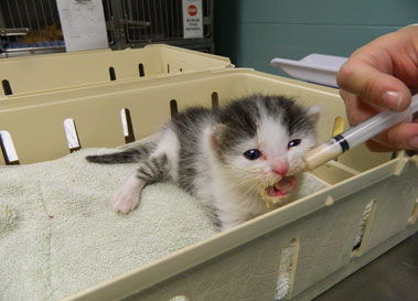 Syringe feeding a kitten