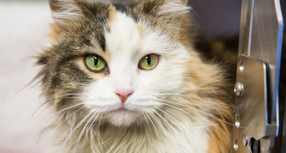 Calliope-medium cat in kennel