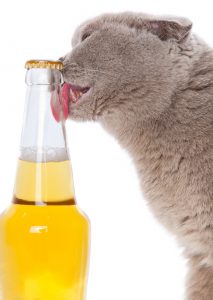 cat with closed bottle of beer