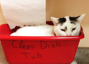 cat in a dish tub at the Tiny Lions cat cafe