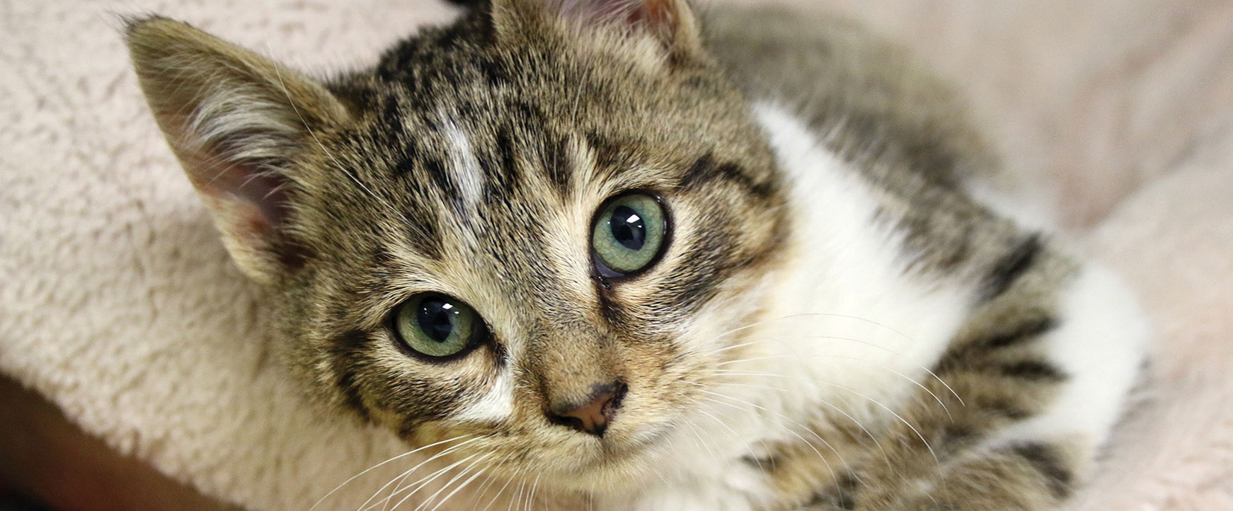 Tiny Lions Cat Café HSHV