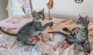 Kittens playing
