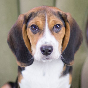beagle puppy