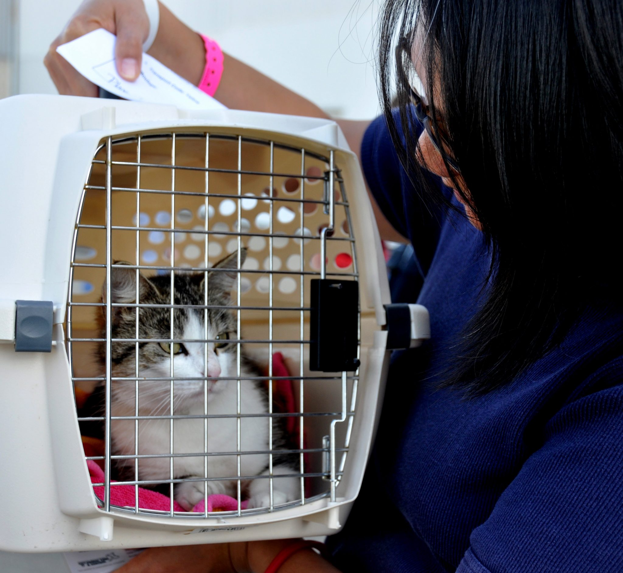 Bringing your new cat home HSHV