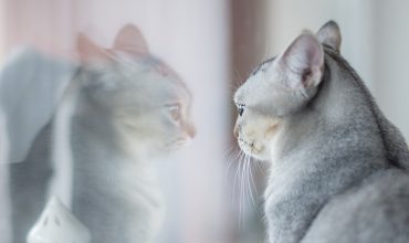 Cat to Cat introductions