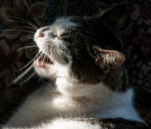cat sneezing