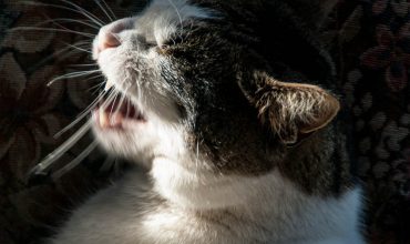 Upper Respiratory Infections in Cats (Cat colds!)