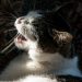 Upper Respiratory Infections in Cats (Cat colds!)