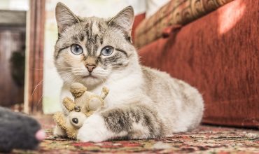 Cat Toys For Fun and Enrichment