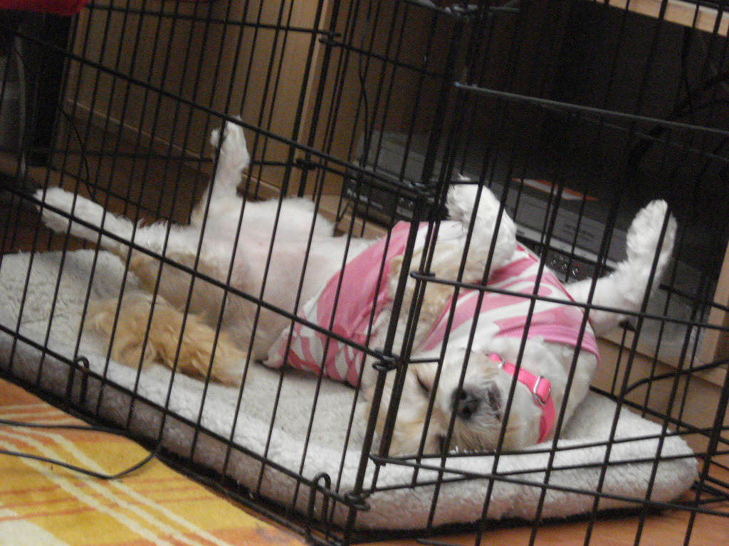 bully stick in crate