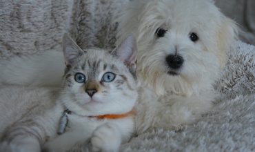 Cat to Dog & Dog to Cat Introductions