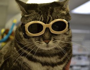 Cat with doggles preparing for laser therapy at HSHV