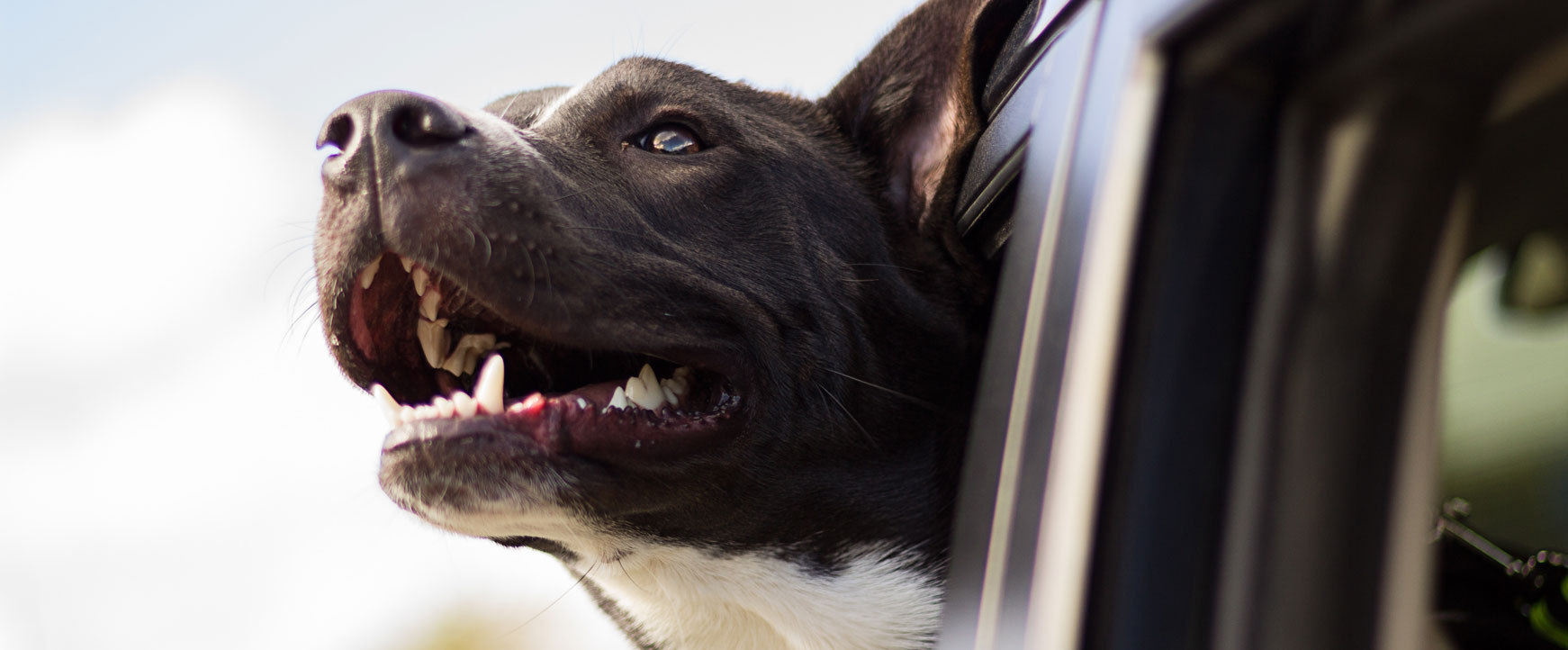 Pet adoption specials Humane Society of Huron Valley