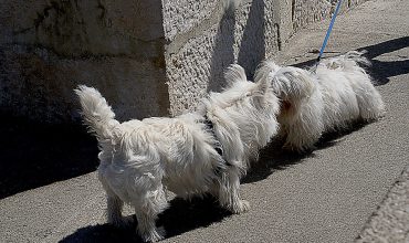 Dog-to-Dog Introductions