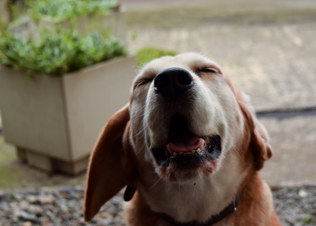 Kennel Cough (Dog colds!) HSHV