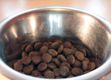 pet food bowl