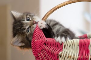 kitten with basket