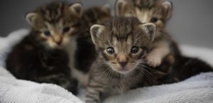 Foster kittens