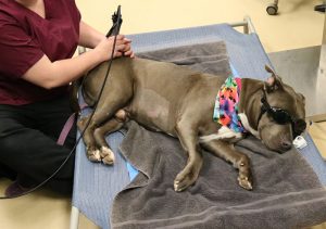 dog receiving laser therapy at HSHV