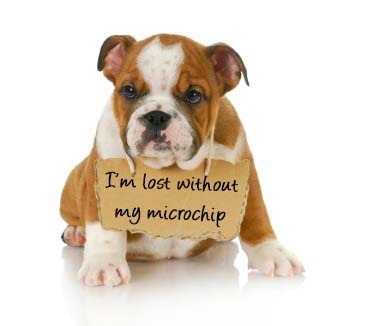 Dog with sign that says "I'm lost without my microchip"