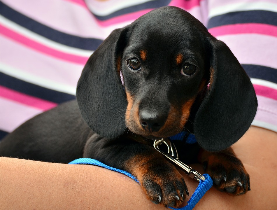 house training a dachshund puppy