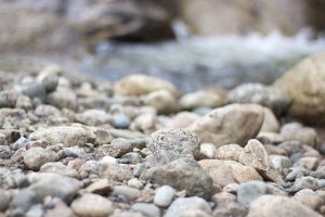 rocks