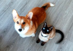 Dog and cat waiting for a treat