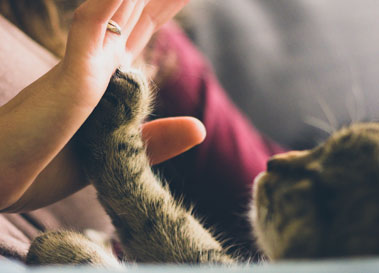 cat and person high five