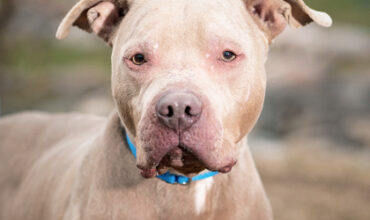 The WTKA Top-Dog-of-the-Week is Playdoh!