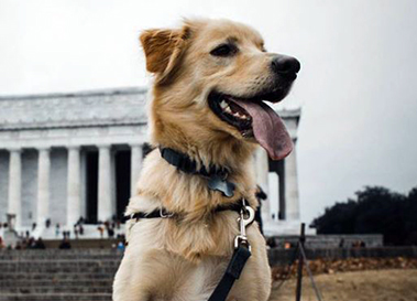 Dog in front of the Capitol