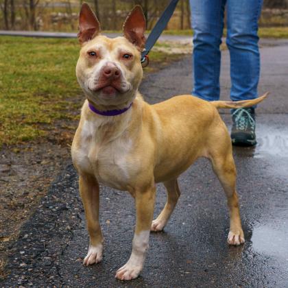 pit bull squishmallow