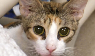 The Lucy Ann Lance Show Pet-of-the-Week is Sweet Gloria!