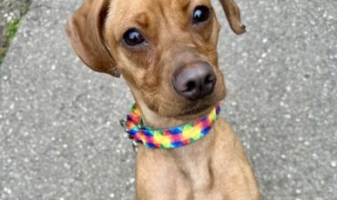 The WTKA Top-Dog-of-the-Week is Alberta Spruce!