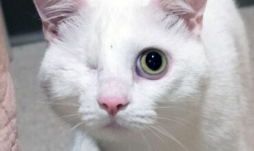 Albi Is Hoping to Find a Foster