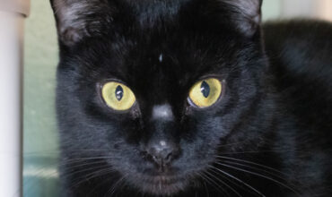 The Ann Arbor’s 107one Pet-of-the-week is Andromeda!