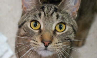 The Ann Arbor’s 107one Pet-of-the-week is Apple!