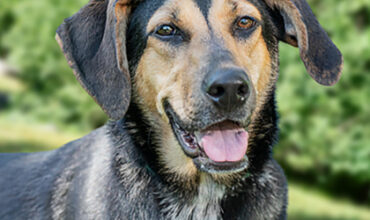 The Ann Arbor’s 107one Pet-of-the-week is Ashoka!