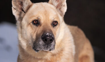 The Ann Arbor’s 107one Pet-of-the-week is Atticus!