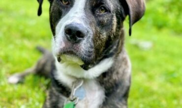 The Lucy Ann Lance Show Pet-of-the-Week is Bitsy!