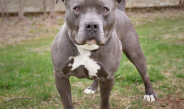 The WTKA Top-Dog-of-the-Week is Boss!