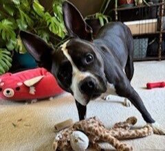 The WTKA Top-Dog-of-the-Week is Boss!