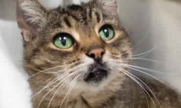 The Lucy Ann Lance Show Pet-of-the-Week is Breezy!