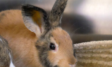 The Ann Arbor’s 107one Pet-of-the-week is Butterbup!