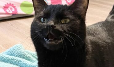 The Ann Arbor’s 107one Pet-of-the-week is Cheesy Nacho!
