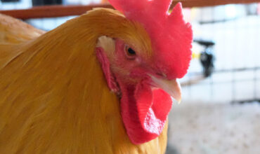 The Lucy Ann Lance Show Pet-of-the-Week is Chicken-in-a-Hat!