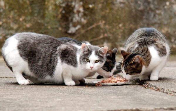 community cats eating